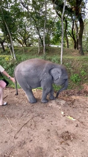 Onty-onty is noisy and adorable with Nisa 😂🐘❤️ #nisa #elephantchild #waykambas #waykambasnational...