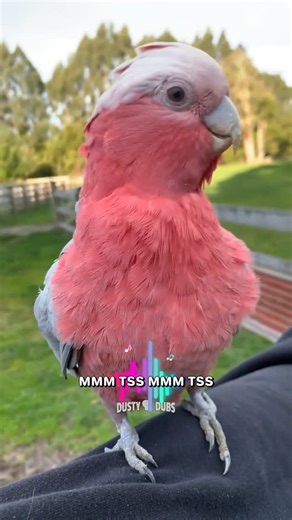 Dusty Dubs on Instagram: "🤣 Dusty Dubs Animal Voiceover Mashup 176 #voiceover #animalvoiceover #funny #lol #dustydubs"