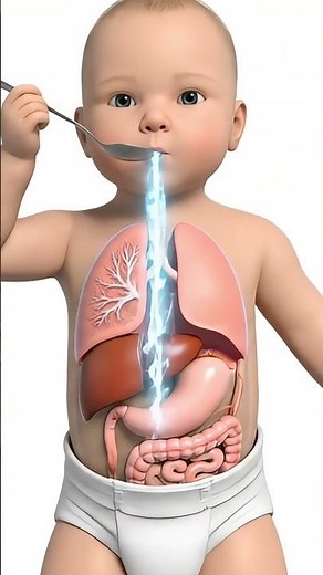 Inside the Baby's Body: How [Food] Travels During Digestion 🧠🍌 #BabyDigestion #3DAnatomy