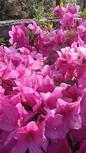 pink azalea