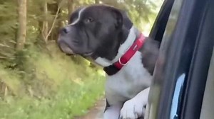 Learn How a Former Bait Dog Found a Safe, Loving Home