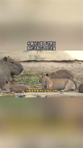 水豚从汉普郡动物园的围栏逃脱后四处逃窜#英国#英国生活#动物#水豚#汉普郡动物园#围栏#逃脱#温顺#抓捕#逃窜