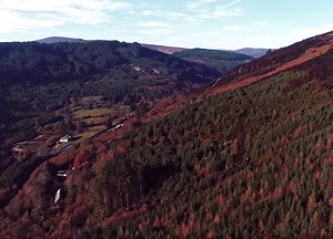 Connect to Ireland by planting an Irish Heritage Tree