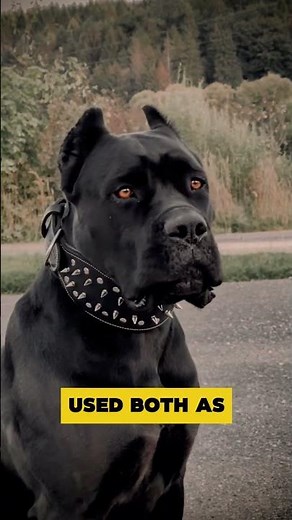 Wolf vs Cane Corso Fight