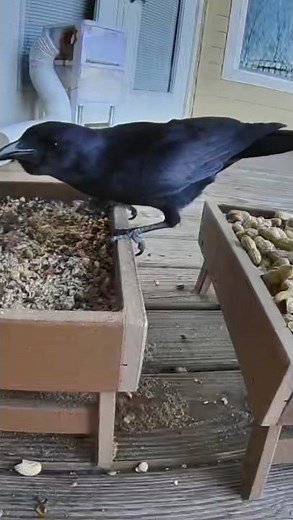 Big crow at feeder! #birds #crows #birdfeeder