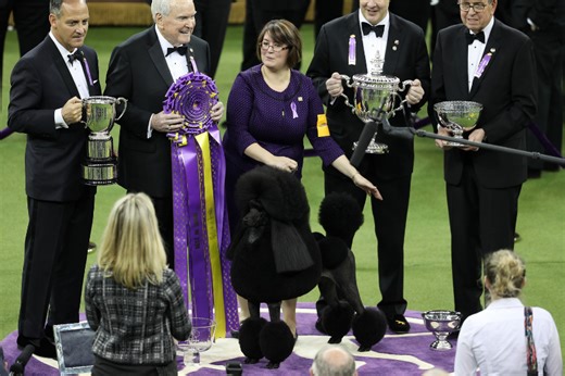 Judging The Westminster Dog Show: How They Choose A Champion