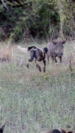 Wild dog versus pig, funny #animals #viralvideo #shorts #funny