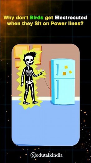 Why Don’t Birds Get Electrocuted on Power Lines? | Science Behind It! | Shocking Electricity Facts