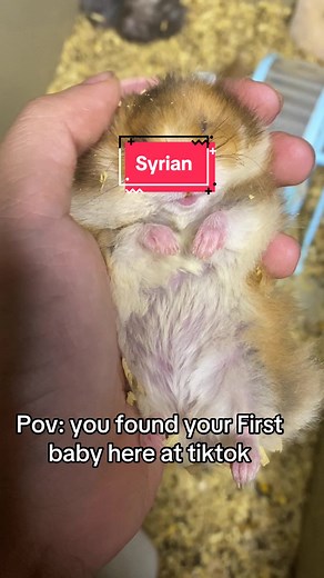 Hamster Babies: Adorable Teddy Bear Hamsters in Action