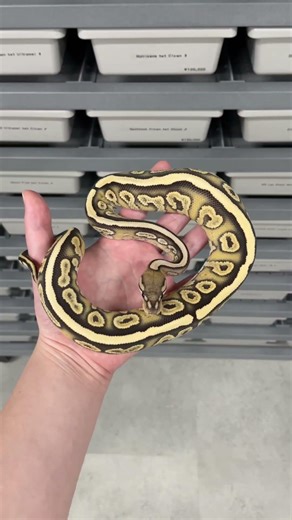 Blackpastel Redstripe YB DG het Ghost ♂ #爬虫類 #ボールパイソン #reptiles #ballpython #snake #python #animals