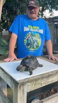 ID#1811 10" Aldabra Tortoise Big, Wide & Round smooth shell: Amazing