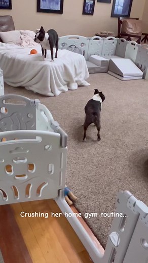 Boston Terrier's Energetic Home Gym Workout
