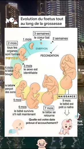 2.6K views · 38 reactions | evolution de foetus tout au long de la grossesse | Biologies médicales | Facebook