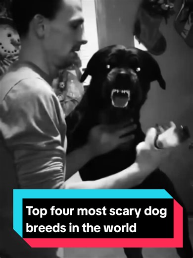 Top four most scary dog breeds#tibetanmastiff #americanbully #dogiargentino #belgianmalinois #dangerousdog#scarydog #dog#Dogoftiktok#Doglover#pet#petlover#petoftiktok#animal#animallover#animaloftiktok#fyp#foryoupage#foryou#usa