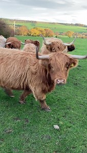 219K views · 24K reactions | Some very excited highland cows are on the journey to their winter grazing in farmer Richards daily update! P.s watch a very excited cow at the very end of video | Hall Hill Farm | Facebook