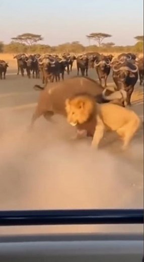 Lion LAUNCHED 130 Feet By Buffalo - Insane Attack Caught on Camera