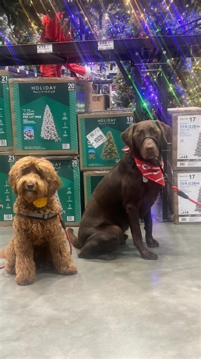 This is Andie ! a 7 month old bundle of joy! As a sweet Goldendoodle puppy, Andie can tune out most distractions, but big brother Willie is her ultimate weakness! Luckily, this smart pup picked up how to focus in no time. | Devoted Canine Training