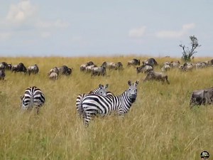 194K views · 5.7K reactions | African Zebra :- [ हिन्दी डाक्यूमेंट्री ] , #nature #animals #documentary #discovery #survivalsworld Survival World Tv Wildlife Telecast Wilds Earth Tv | Survival World Tv | Facebook