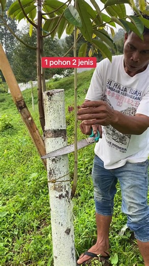 Menanam Dua Jenis Durian di Satu Pohon