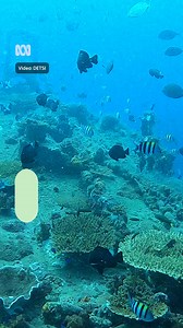 10K views · 35 reactions | The HMAS Brisbane wreck was damaged by ex-Tropical Cyclone Alfred and will be closed to divers until it can be made safe. ✍by Lottie Twyford via ABC Sunshine Coast  by Sarah Richards #ABCBrisbane #ABCNewsQld #TCAlfred #CycloneAlfred #ShipWrecks #HMASBrisbane #SunshineCoast #QldWeather | ABC Brisbane | Facebook