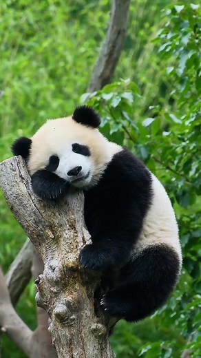 PandaHome on TikTok