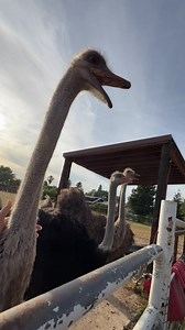 Nappy Meets Adult Ostriches: First Day Reactions