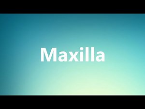 Maxilla - Medical Meaning and Pronunciation