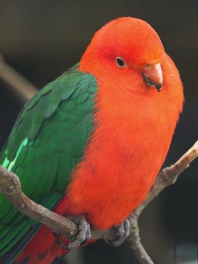 Amazing Australian King Parrot: Bright Colors in the Wild! #AustralianKingParrot #Wildlife