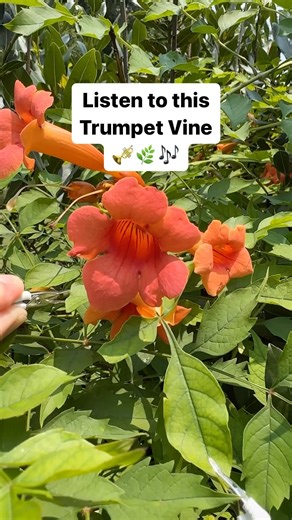 4.7K views · 1.3K reactions | Does trumpet vine sound like trumpets? PlantWave converts electrical signals in plants into sound. This helps to demonstrate how active plant life is while providing the added benefit of creating harmonious music. What do you think of this plant’s song? Get PlantWave today in our shop or at PlantWave.com #plantmusic #plantwave #plants #gardeningtips #gardeninspiration | PlantWave | Facebook