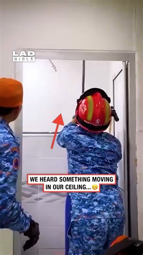 How did it get up there in the first place 💀😳 | LADbible