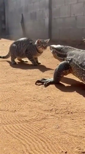 Cat vs. Giant Monitor Lizard: The Ultimate Face-Off! 🐱🦎