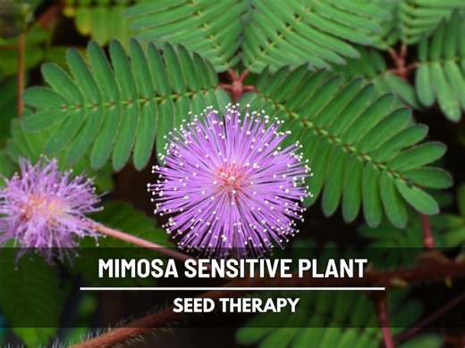 Sensitive Plant Seeds (mimosa) – Heirloom, Rare Seeds, Moves With Physical Touch, Unique Garden Gift (mimosa Pudica) | 50 Seeds - Etsy