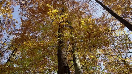 The tree economy (2026)