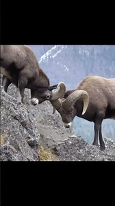 BRUTAL SHOWDOWN! 🐐 WILD Goats Clash Horns in an Epic Fight for Dominance! (Mountain Warfare)