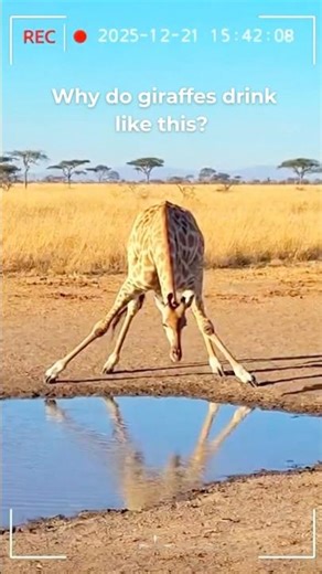 Why Giraffes Drink Like This 🦒 EP-3
