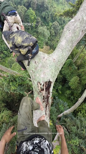 POV Tree Climb with DJI Osmo Action 6