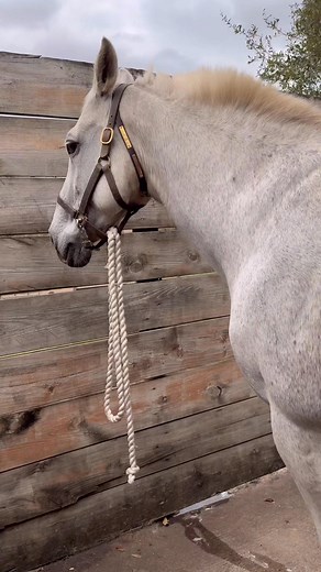 💕 Eliza’s pairing was orphan #8 of the season. This Friesian filly named Felicia was only four days old and tragically lost her momma. Losing bio-mom can be a particularly stressful thing on foals and sometimes we will see them be a little aggressive during the pairing when it comes to nursing. Where this may turn off a less experienced mare, Eliza is no rookie. She demonstrated patience, comfort and correction as needed immediately accepting this little one as her own. I don’t think there was 
