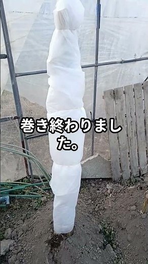 バナナの防寒対策、#shorts #冬越し #観葉植物 #雑学