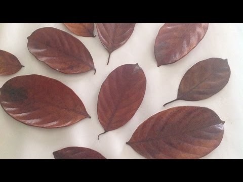 How To Preserve Leaves With Glycerin - DIY Crafts Tutorial - Guidecentral