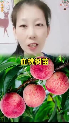 云南桃树果苗嫁接苗水蜜 桃果树果苗油桃黄桃冬桃血桃苗大桃树苗#血桃苗 #果树苗 #三农 #农业种植 #家庭种植
