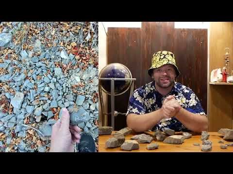 Why are these shell fossils so high?