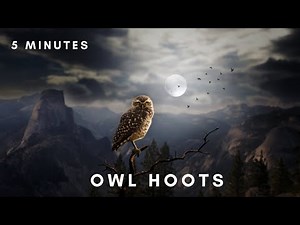 5 Minutes - Owl Sound Effect - Owl sounds at night - Relaxation, Sleep, ASMR, Sleep