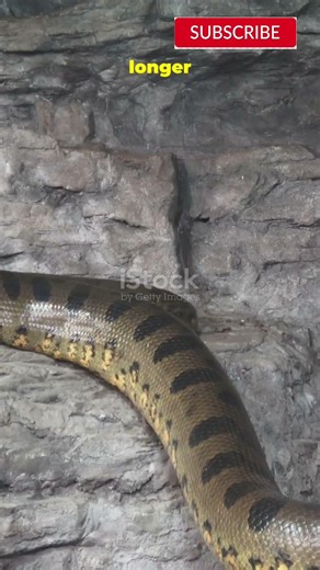 Amazon Snake Beats All Records 😱 World's Biggest Snake Ever?