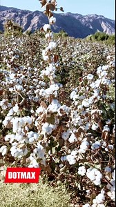 DOTMAX SEEDS 03004727508 03408815508 | Rai Danish Raza Ksts