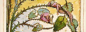 The Sick Rose, by William Blake