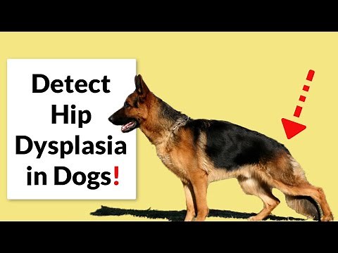 Hip Dysplasia in Dogs! (Diagnosis, Treatment & Prevention)