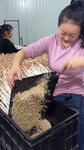 Peanut Sprout Business: Low-Cost High-Profit Plan