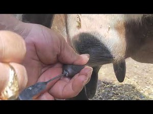 Teat Surgery