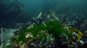 beautiful reef with kelp forest in cold water during a dive.