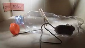 26K views · 221 reactions | This Is Simple MOUSETRAP | Handmade Ideas | Facebook